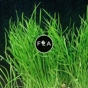 BUY 2 GET 1 FREE Micro Sword - Narrowleaf (Lilaeopsis novae-zelandiae) -Easy Live Aquarium Pond Aquatic Plant
