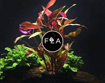 Templo Escarlata (Alternanthera Reineckii): Planta acuática fácil de cultivar para estanques y acuarios.