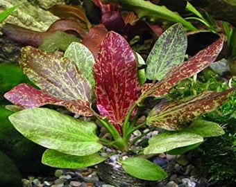 BUY 2 GET 1 FREE Red Flame Sword (Echinodorus)-Easy Live Aquarium Pond Aquatic Plant