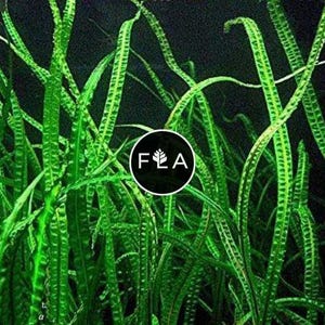 BUY 2 GET 1 FREE Cryptocoryne Balansae Large-Easy Live Aquarium Pond Aquatic Plant