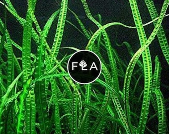 BUY 2 GET 1 FREE Cryptocoryne Balansae Large-Easy Live Aquarium Pond Aquatic Plant