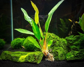 BUY 2 GET 1 FREE Anubias Frazeri-Easy Live Aquarium Pond Aquatic Plant