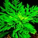 see more listings in the Submersible Plants section