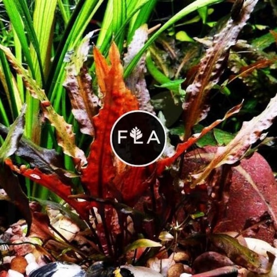 BUY 2 GET 1 FREE Cryptocoryne Wendtii 'red'-easy Live Aquarium