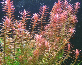 BUY 2 GET 1 FREE Rotala Indica-Easy Live Aquarium Pond Aquatic Plant