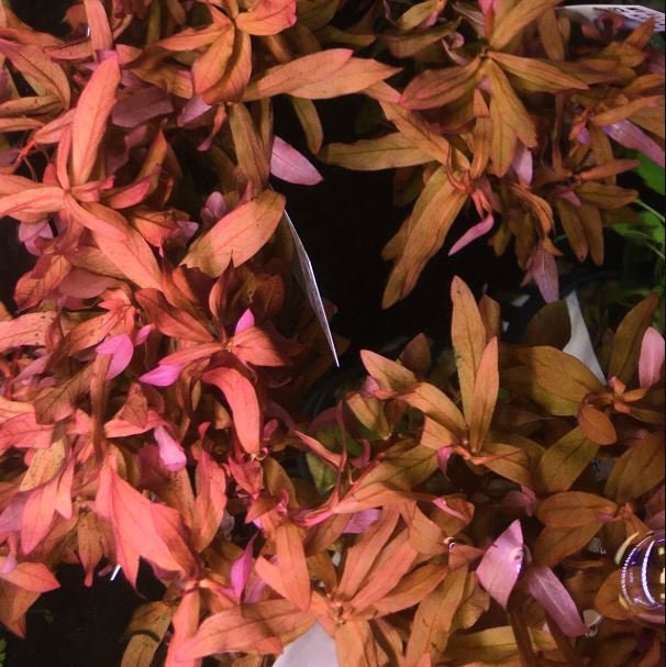 Aquatic Plants — Florida Aquascaping