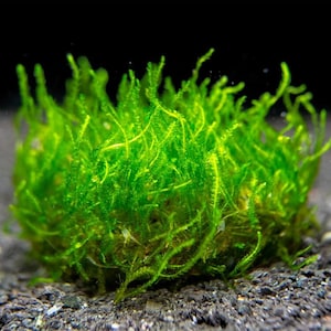 BUY 2 GET 1 FREE Flame Moss (Taxiphyllum sp. &#39;Flame&#39;) Tissue Culture -  Live Aquarium Aquatic Plant