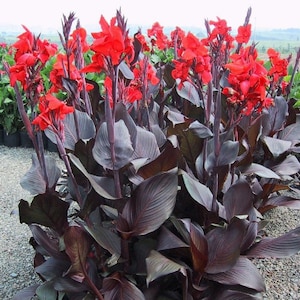 BUY 2 GET 1 FREE Canna Lily 'Australia  (Red)!'-Live Aquatic Marginal Starter Plant for Water Gardens, Ponds and Aquascapes