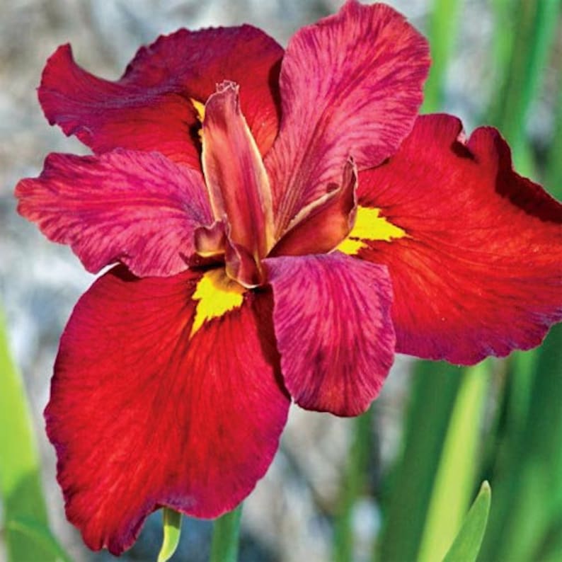 Iris 'Ann Chowning' (Louisiana Iris) grows well in full sun to partial shade, making it versatile for different garden settings. Its flexibility allows it to thrive in various light conditions.