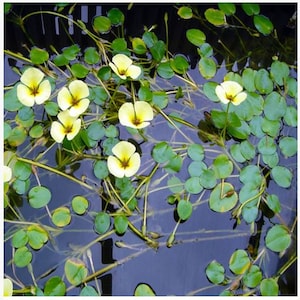 BUY 2 GET 1 FREE Water Poppy (Hydrocleys nymphoides)-Easy Live Aquarium Pond Aquatic Plant