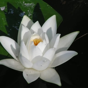 Pu&ograve; includere: Un giglio d'acqua bianco con un centro giallo fiorisce in uno stagno. Il giglio d'acqua &egrave; circondato da foglie di ninfea verdi.
