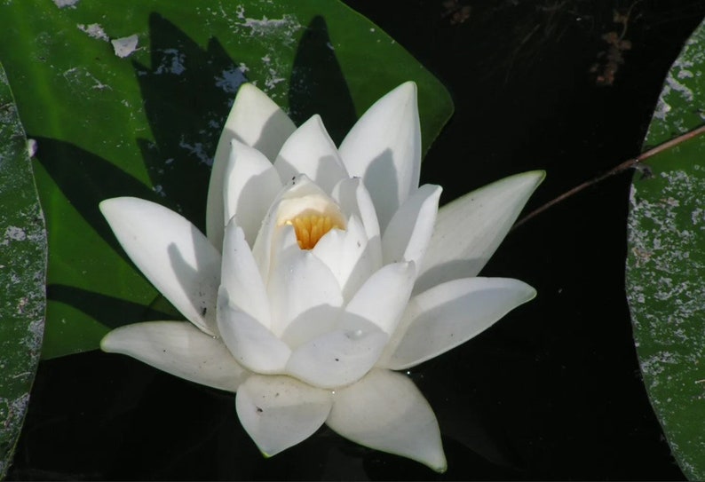 Pu&ograve; includere: Un giglio d'acqua bianco con un centro giallo fiorisce in uno stagno. Il giglio d'acqua &egrave; circondato da foglie di ninfea verdi.
