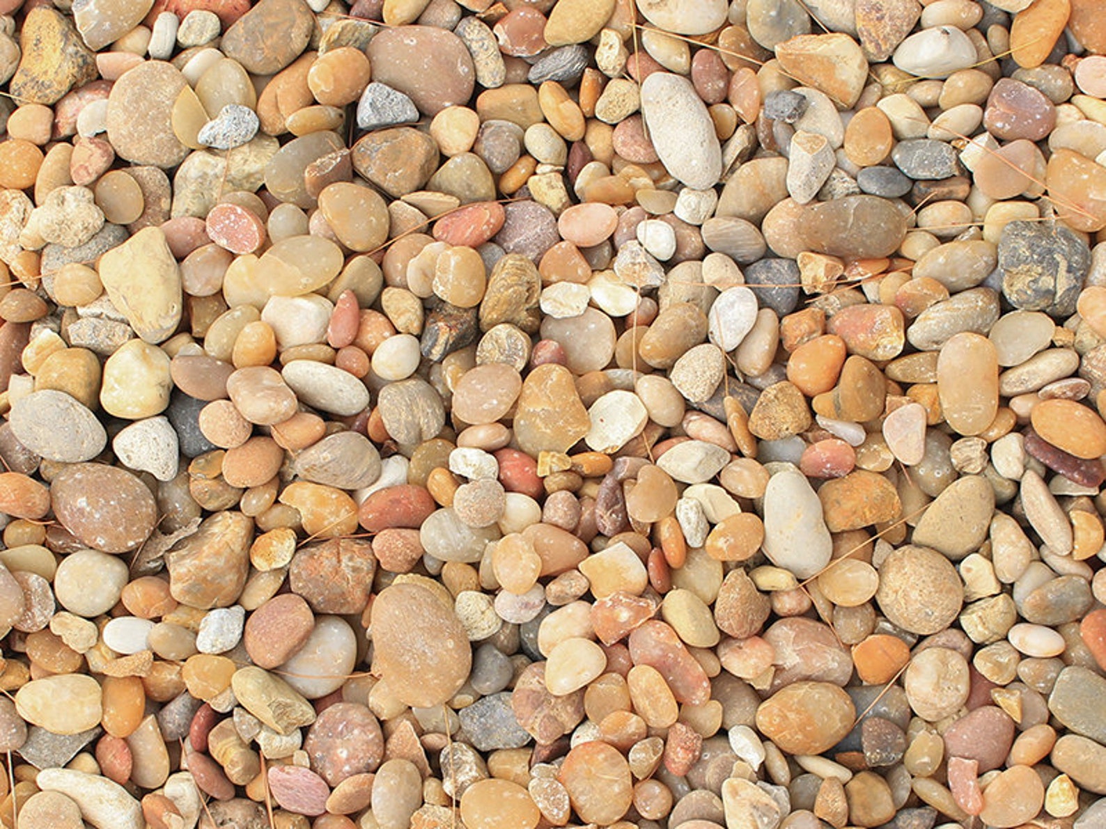 Alabama Sunset Pea Pebbles 424lbs Substratehardscape Rock Etsy