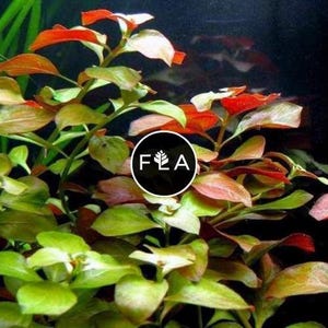 BUY 2 GET 1 FREE Ludwigia Repens-Easy Live Aquarium Pond Aquatic Plant