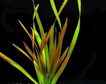 BUY 2 GET 1 FREE Jungle Val (Vallisneria Americana)-Easy Live Aquarium Pond Aquatic Plant