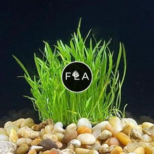 BUY 2 GET 1 FREE Micro Sword (Lilaeopsis Brasiliensis)-Easy Live Aquarium Pond Aquatic Plant
