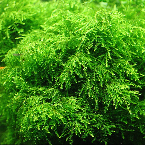 Vesicularia ferriei 'Weeping Moss' 1-2-Grow! – Aquarium Roots