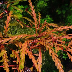 BUY 2 GET 1 FREE Hygrophila Pinnatifida-Easy Live Aquarium Pond Aquatic Plant image 7