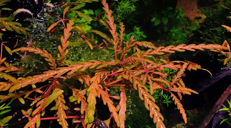 BUY 2 GET 1 FREE Hygrophila Pinnatifida-Easy Live Aquarium Pond Aquatic Plant image 7