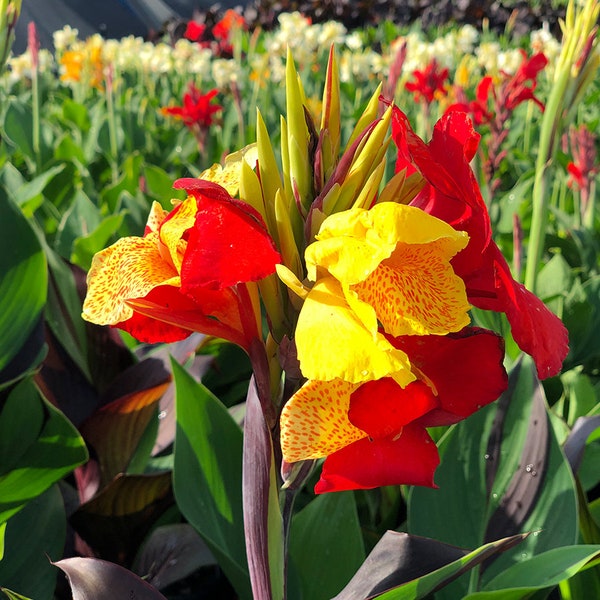 BUY 2 GET 1 FREE Canna Lily 'Cleopatra!'-Live Aquatic Marginal Starter Plant for Water Gardens, Ponds and Aquascapes