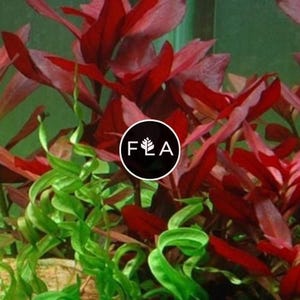 BUY 2 GET 1 FREE Ludwigia 'Dark Red'-Easy Live Aquarium Pond Aquatic Plant