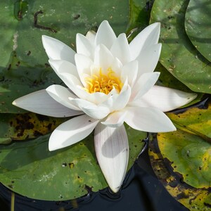 Pu&ograve; includere: Un giglio d'acqua bianco con un centro giallo fiorisce su un letto di foglie di ninfea verdi.