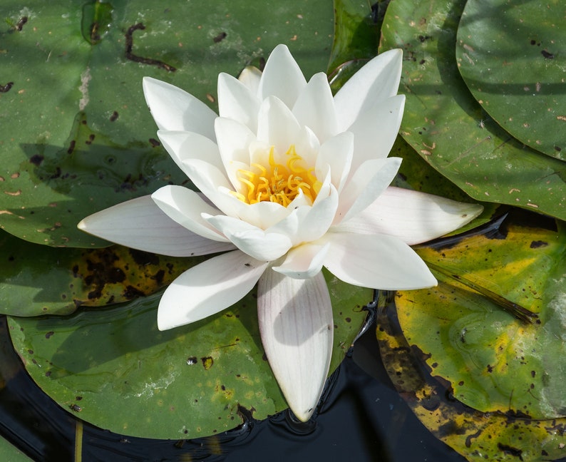 Pu&ograve; includere: Un giglio d'acqua bianco con un centro giallo fiorisce su un letto di foglie di ninfea verdi.