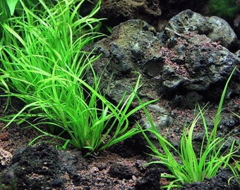 BUY 2 GET 1 FREE Juncus Repens-Easy Live Aquarium Pond Aquatic Plant