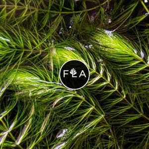 BUY 2 GET 1 FREE Hornwort-Coontail (Ceratophyllum Demersum)-Easy Live Aquarium Pond Aquatic Plant