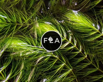 BUY 2 GET 1 FREE Hornwort-Coontail (Ceratophyllum Demersum)-Easy Live Aquarium Pond Aquatic Plant
