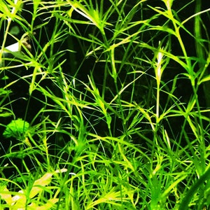 Guppy Grass (Najas Guadalupensis) is ideal for breeding tanks due to its dense growth, which provides hiding spots for fry. It offers shelter and security for baby fish, promoting higher survival rates in freshwater aquariums.