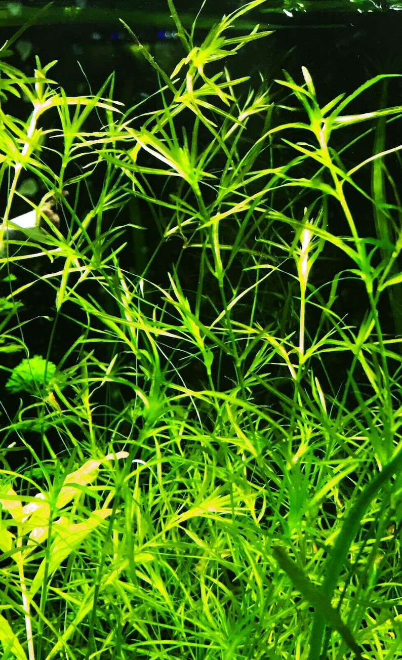 Guppy Grass (Najas Guadalupensis) is ideal for breeding tanks due to its dense growth, which provides hiding spots for fry. It offers shelter and security for baby fish, promoting higher survival rates in freshwater aquariums.