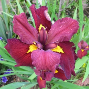 BUY 2 GET 1 FREE Iris 'Ann Chowning' (Louisiana Iris)-Live Aquatic Marginal Starter Plant for Water Gardens, Ponds and Aquascapes