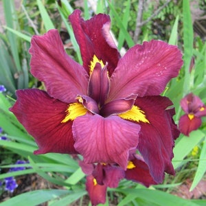 Iris 'Ann Chowning' (Louisiana Iris) is a stunning aquatic plant with vibrant, rich purple flowers. Adds a splash of color and elegance to water gardens and ponds with its striking appearance.