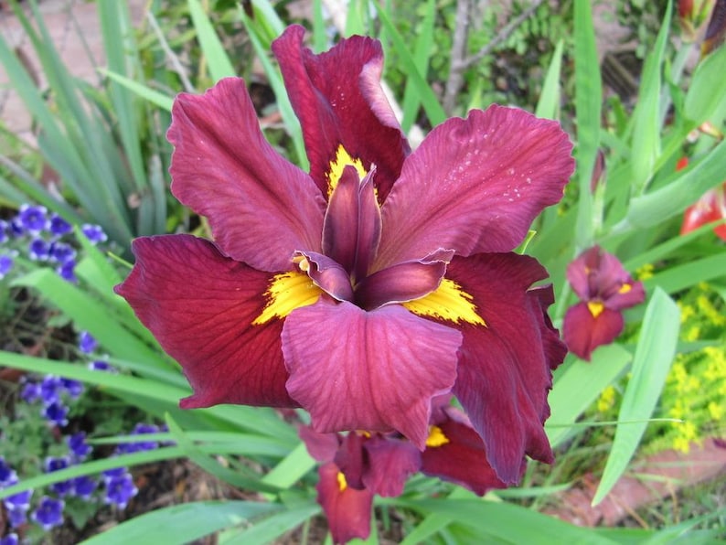 Iris 'Ann Chowning' (Louisiana Iris) is a stunning aquatic plant with vibrant, rich purple flowers. Adds a splash of color and elegance to water gardens and ponds with its striking appearance.