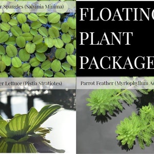 3 Floating Plants-Pack of 3 Species-Easy Live Aquarium Pond Aquatic Plant