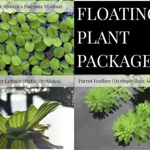 aquatic plants with their names