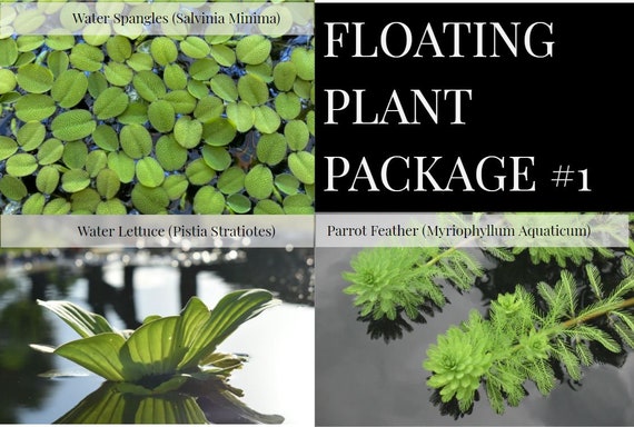 3 Water Lettuce Parrot Feather Floating Live Pond Plants 3 Water Hyancinth Bundle 3 Water Lettuce Parrot Feather Floating Live Pond Plants 3 Water Hyancinth Bundle