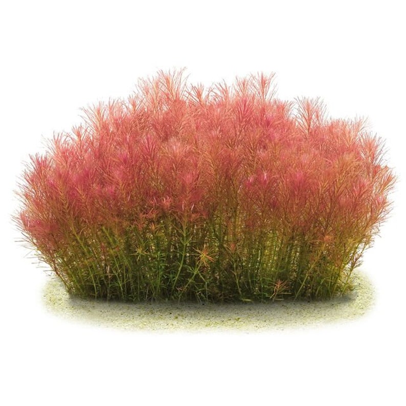 BUY 2 GET 1 FREE Rotala Wallichii Whorly RotalaEasy Live Aquarium Pond Aquatic Plant image 4