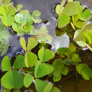 BUY 2 GET 1 FREE Dwarf 4-Leaf Water Clover Marsilea CrenataEasy Live Aquarium Pond Aquatic Plant image 5