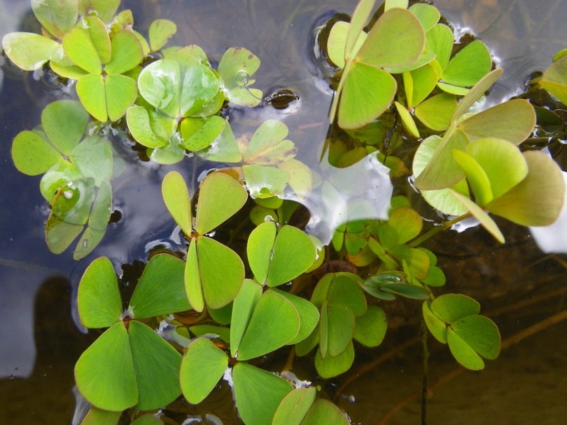 BUY 2 GET 1 FREE Dwarf 4-Leaf Water Clover Marsilea CrenataEasy Live Aquarium Pond Aquatic Plant image 5