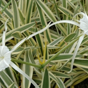 BUY 2 GET 1 FREE Variegated Spider Lily (Hymenocallis caribaea)-Live Aquatic Marginal Starter Plant for Water Gardens, Ponds and Aquascapes