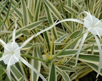 BUY 2 GET 1 FREE Variegated Spider Lily (Hymenocallis caribaea)-Live Aquatic Marginal Starter Plant for Water Gardens, Ponds and Aquascapes