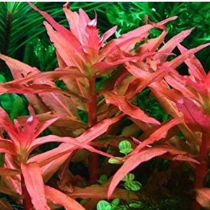 BUY 2 GET 1 FREE Ammania Gracilis-Easy Live Aquarium Pond Aquatic Plant