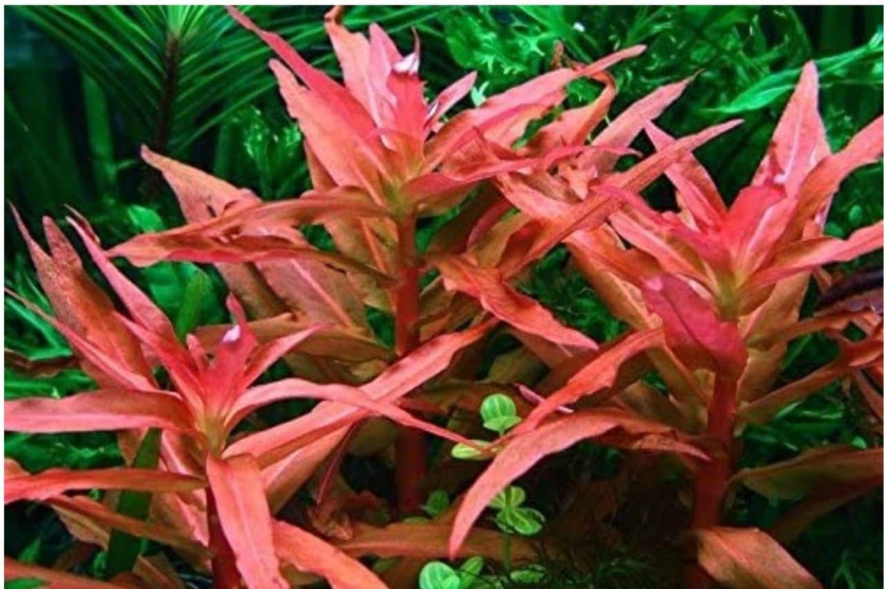 Aquatic Plants — Florida Aquascaping