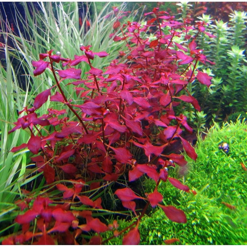 BUY 2 GET 1 FREE Ludwigia Super Red MiniEasy Live Aquarium Pond Aquatic Plant image 6