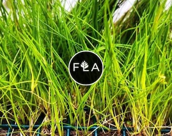 BUY 2 GET 1 FREE Plants on Mats! Dwarf Hair Grass (Eleocharis Parvula) on Weighted Mat-Easy Live Aquarium Pond Aquatic Plant