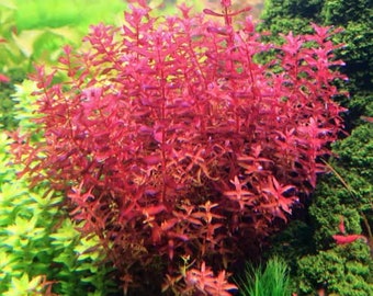 BUY 2 GET 1 FREE Rotala Magenta-Easy Live Aquarium Pond Aquatic Plant