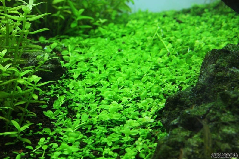 BUY 2 GET 1 FREE Plants on Mats Monte Carlo Micranthemum Tweediei on Weighted Mat-Easy Live Aquarium Pond Aquatic Plant image 10