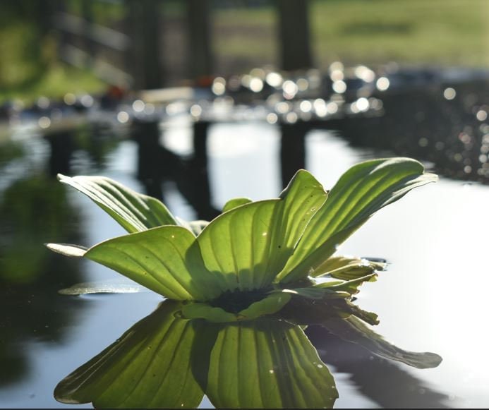 BUY 2 GET 1 FREE 3 Floating PlantsPack of 3 Species — Florida Aquascaping